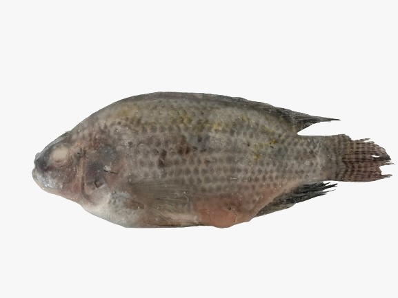 GOLD Lable TILAPIA 18LB