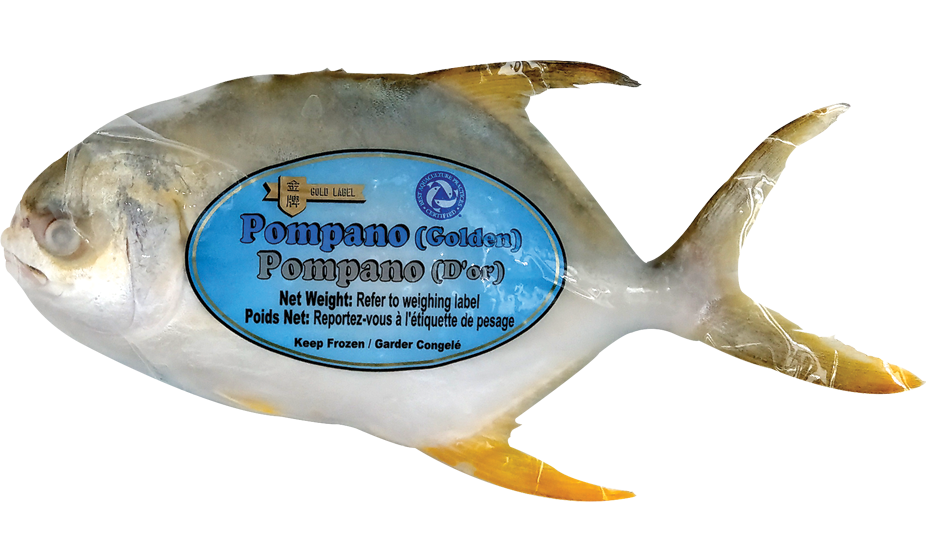 GOLDEN POMPANO (S) MG